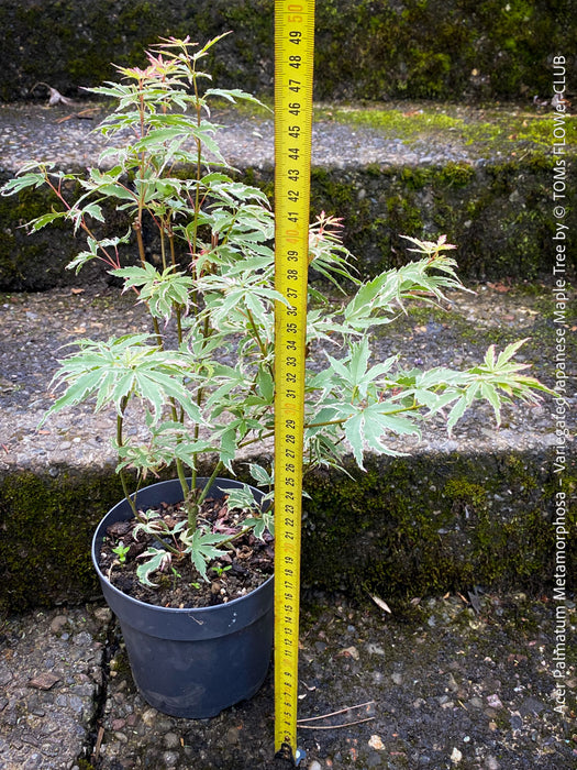 Acer Palmatum Metamorphosa, Japanese Maple Tree in TOMs FLOWer CLUB showcasing its bright green-white-red variegata foliage in a garden setting.