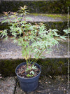 Acer Palmatum Metamorphosa, Japanese Maple Tree in TOMs FLOWer CLUB showcasing its bright green-white-red variegata foliage in a garden setting.