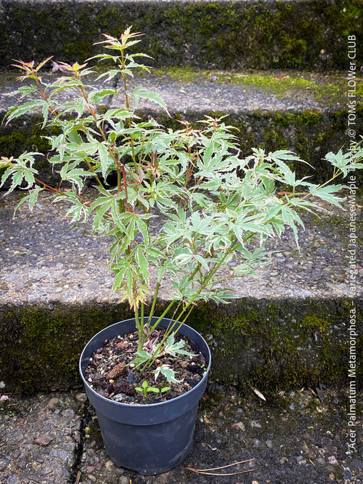 Acer Palmatum Metamorphosa, Japanese Maple Tree in TOMs FLOWer CLUB showcasing its bright green-white-red variegata foliage in a garden setting.