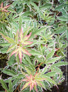 Acer Palmatum Metamorphosa, Japanese Maple Tree in TOMs FLOWer CLUB showcasing its bright green-white-red variegata foliage in a garden setting.