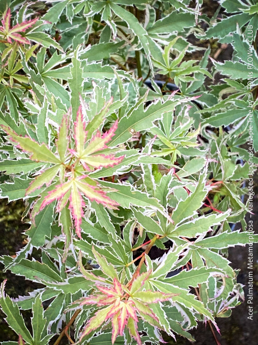 Acer Palmatum Metamorphosa, Japanese Maple Tree in TOMs FLOWer CLUB showcasing its bright green-white-red variegata foliage in a garden setting.
