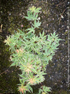 Acer Palmatum Metamorphosa, Japanese Maple Tree in TOMs FLOWer CLUB showcasing its bright green-white-red variegata foliage in a garden setting.