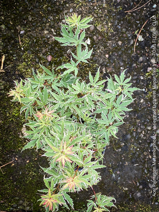 Acer Palmatum Metamorphosa, Japanese Maple Tree in TOMs FLOWer CLUB showcasing its bright green-white-red variegata foliage in a garden setting.