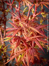 Acer Palmatum Shaina, Japanese Maple Tree in TOMs FLOWer CLUB showcasing its red wine foliage in a garden setting.
