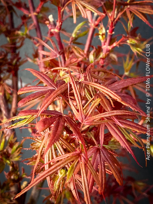 Acer Palmatum Shaina, Japanese Maple Tree in TOMs FLOWer CLUB showcasing its red wine foliage in a garden setting.