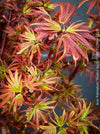 Acer Palmatum Shaina, Japanese Maple Tree in TOMs FLOWer CLUB showcasing its red wine foliage in a garden setting.