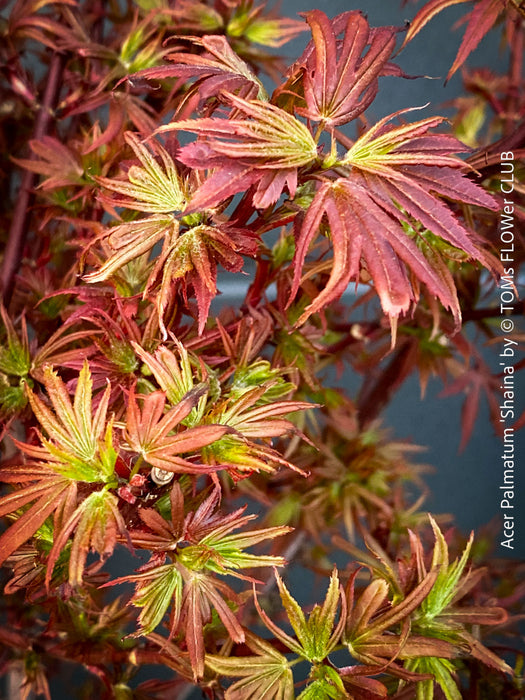 Acer Palmatum Shaina, Japanese Maple Tree in TOMs FLOWer CLUB showcasing its red wine foliage in a garden setting.
