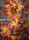 Acer Palmatum Shaina, Japanese Maple Tree in TOMs FLOWer CLUB showcasing its red wine foliage in a garden setting.