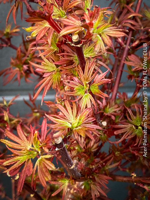 Acer Palmatum Shaina, Japanese Maple Tree in TOMs FLOWer CLUB showcasing its red wine foliage in a garden setting.