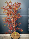Acer Palmatum Shaina, Japanese Maple Tree in TOMs FLOWer CLUB showcasing its red wine foliage in a garden setting.