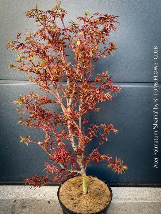 Acer Palmatum Shaina, Japanese Maple Tree in TOMs FLOWer CLUB showcasing its red wine foliage in a garden setting.