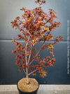 Acer Palmatum Shaina, Japanese Maple Tree in TOMs FLOWer CLUB showcasing its red wine foliage in a garden setting.