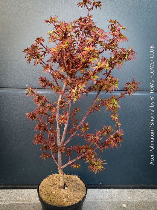 Acer Palmatum Shaina, Japanese Maple Tree in TOMs FLOWer CLUB showcasing its red wine foliage in a garden setting.