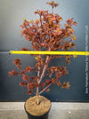 Acer Palmatum Shaina, Japanese Maple Tree in TOMs FLOWer CLUB showcasing its red wine foliage in a garden setting.