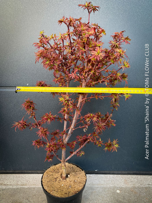 Acer Palmatum Shaina, Japanese Maple Tree in TOMs FLOWer CLUB showcasing its red wine foliage in a garden setting.