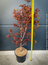 Acer Palmatum Shaina, Japanese Maple Tree in TOMs FLOWer CLUB showcasing its red wine foliage in a garden setting.