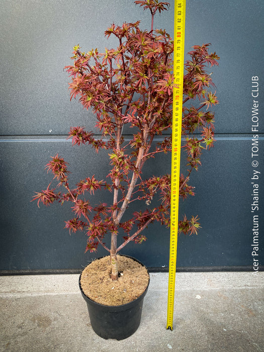 Acer Palmatum Shaina, Japanese Maple Tree in TOMs FLOWer CLUB showcasing its red wine foliage in a garden setting.
