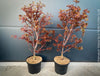 Acer Palmatum Shaina, Japanese Maple Tree in TOMs FLOWer CLUB showcasing its red wine foliage in a garden setting.