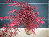 Acer palmatum Starfish Japanese maple curled leaves plant for sale at TOMs FLOWer CLUB