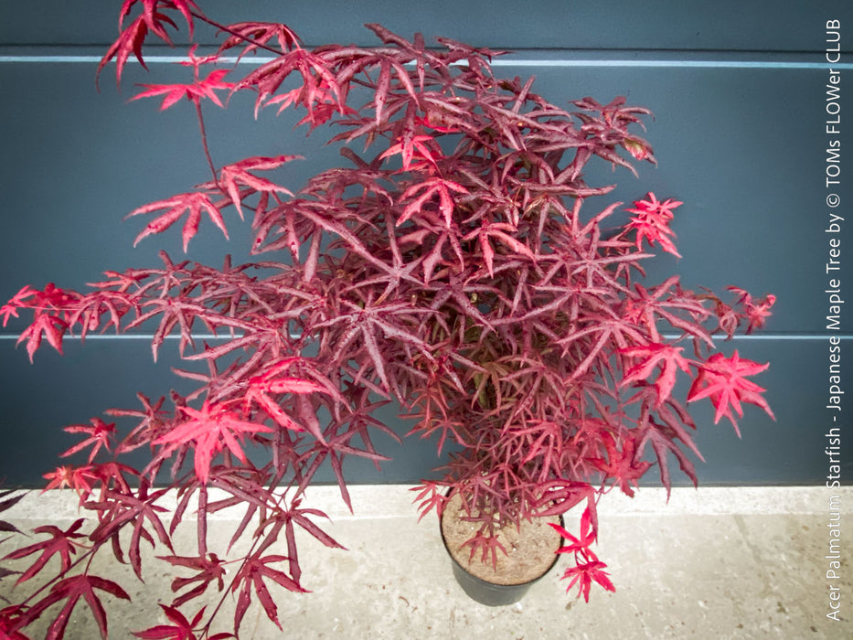 Acer palmatum Starfish Japanese maple curled leaves plant for sale at TOMs FLOWer CLUB