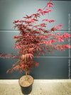 Acer palmatum Starfish Japanese maple curled leaves plant for sale at TOMs FLOWer CLUB