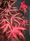 Starfish Japanese maple unique twisted foliage close up for sale at TOMs FLOWer CLUB