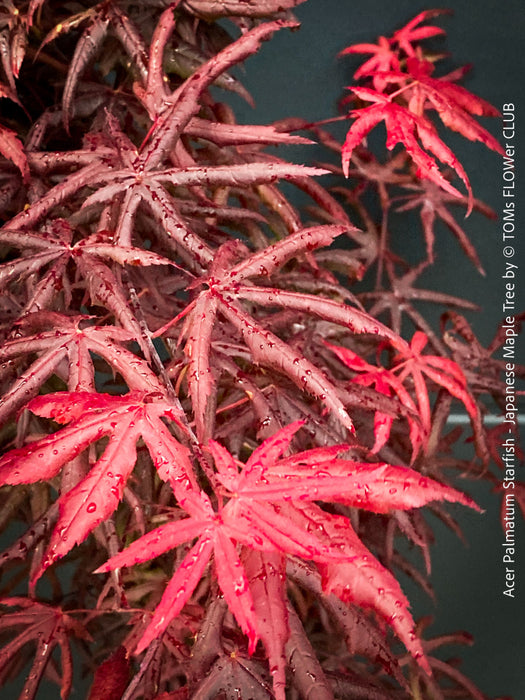 Starfish Japanese maple unique twisted foliage close up for sale at TOMs FLOWer CLUB