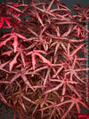 Starfish Japanese maple unique twisted foliage close up for sale at TOMs FLOWer CLUB