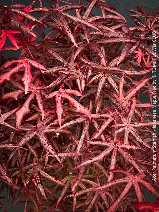 Starfish Japanese maple unique twisted foliage close up for sale at TOMs FLOWer CLUB