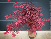 Rare Acer palmatum Starfish red curled leaf tree for sale at TOMs FLOWer CLUB
