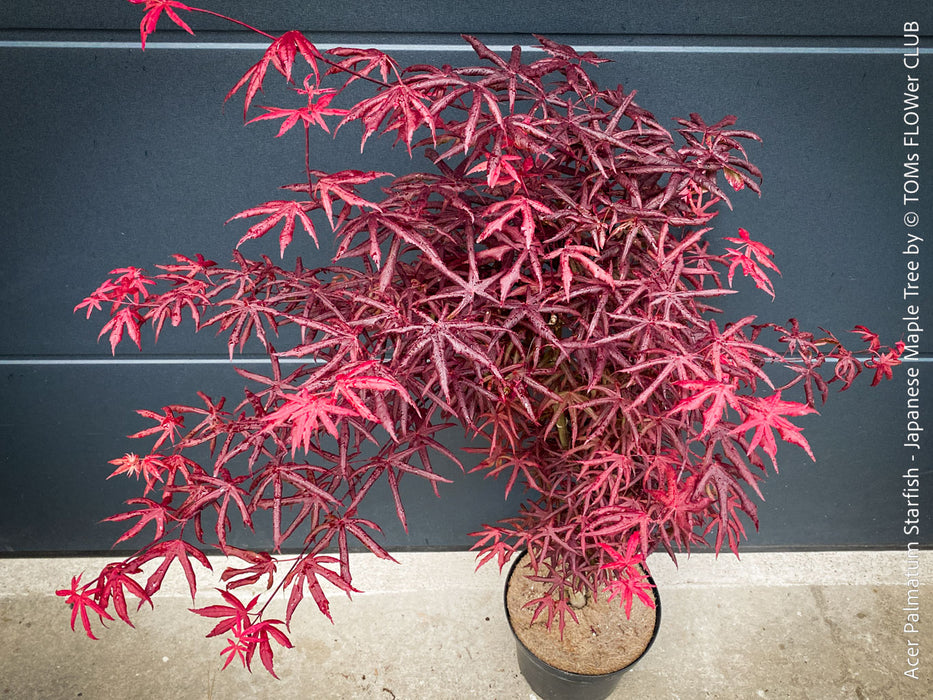 Rare Acer palmatum Starfish red curled leaf tree for sale at TOMs FLOWer CLUB
