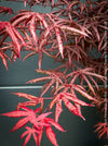 Rare Acer palmatum Starfish red curled leaf tree for sale at TOMs FLOWer CLUB