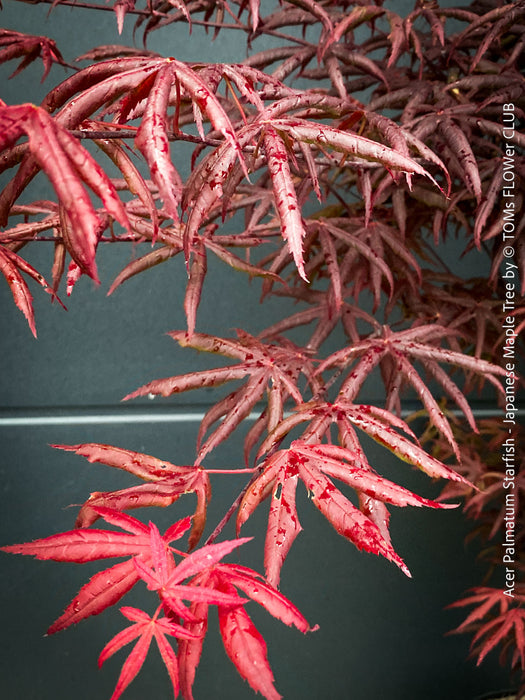 Rare Acer palmatum Starfish red curled leaf tree for sale at TOMs FLOWer CLUB