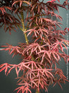 Rare Acer palmatum Starfish red curled leaf tree for sale at TOMs FLOWer CLUB