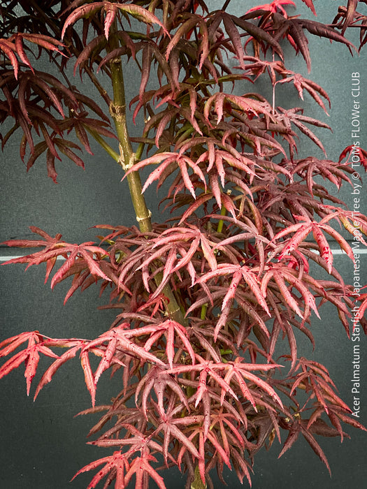 Rare Acer palmatum Starfish red curled leaf tree for sale at TOMs FLOWer CLUB