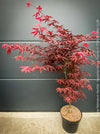Rare Acer palmatum Starfish red curled leaf tree for sale at TOMs FLOWer CLUB