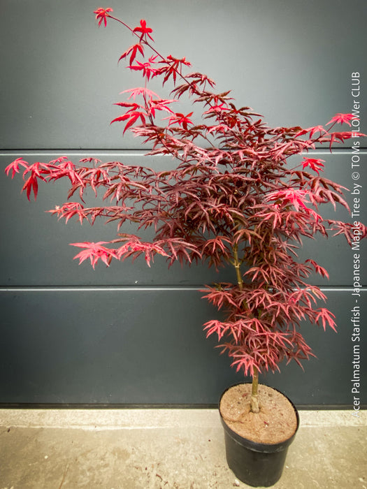 Rare Acer palmatum Starfish red curled leaf tree for sale at TOMs FLOWer CLUB