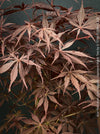 Acer palmatum Sumi-nagashi potted collector tree for sale at TOMs FLOWer CLUB