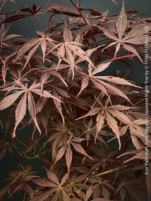 Acer palmatum Sumi-nagashi potted collector tree for sale at TOMs FLOWer CLUB
