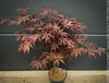 Upright Japanese maple tree red foliage Sumi-nagashi for sale at TOMs FLOWer CLUB