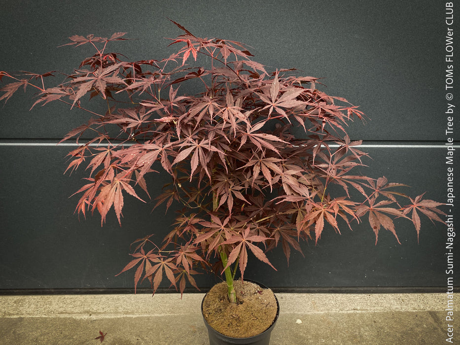Upright Japanese maple tree red foliage Sumi-nagashi for sale at TOMs FLOWer CLUB