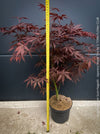 Japanese maple Sumi-nagashi deep red leaves close up for sale at TOMs FLOWer CLUB