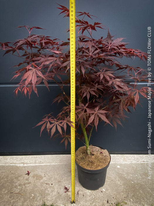 Japanese maple Sumi-nagashi deep red leaves close up for sale at TOMs FLOWer CLUB