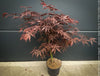 Burgundy foliage Acer palmatum Sumi-nagashi ornamental maple for sale at TOMs FLOWer CLUB