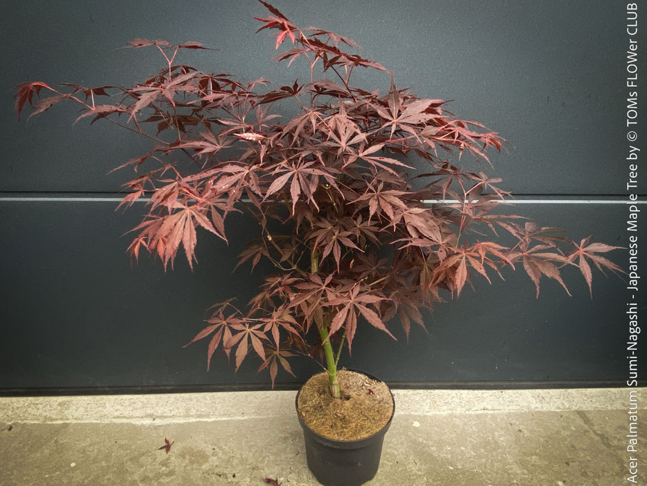 Burgundy foliage Acer palmatum Sumi-nagashi ornamental maple for sale at TOMs FLOWer CLUB