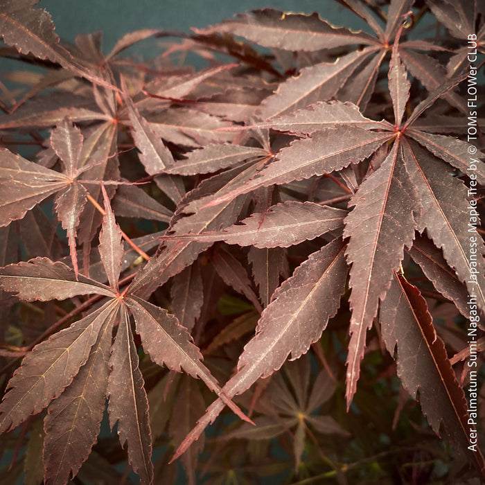 Dark red Japanese maple Sumi-nagashi upright tree for sale at TOMs FLOWer CLUB