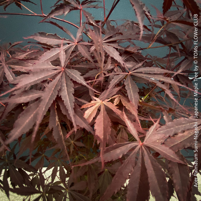 Mature Acer palmatum Sumi-nagashi specimen plant for sale at TOMs FLOWer CLUB
