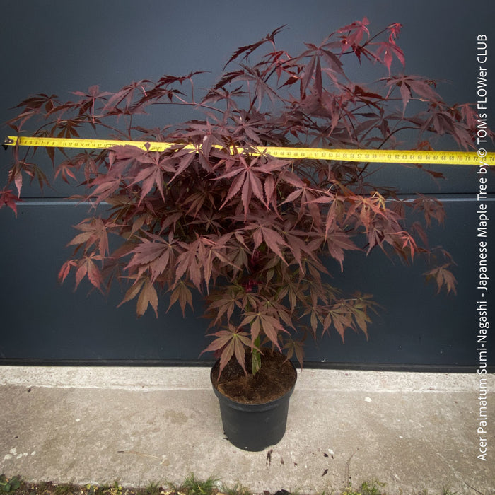 Rare Japanese maple Sumi-nagashi ornamental tree for sale at TOMs FLOWer CLUB