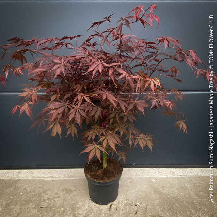 Rare Japanese maple Sumi-nagashi ornamental tree for sale at TOMs FLOWer CLUB