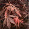 Elegant Japanese maple Sumi-nagashi garden feature for sale at TOMs FLOWer CLUB